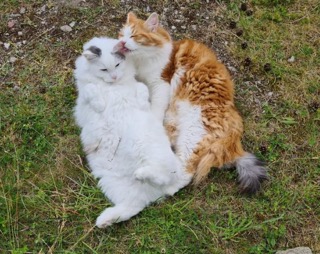 Sibirisk katt Mars o Xanthus